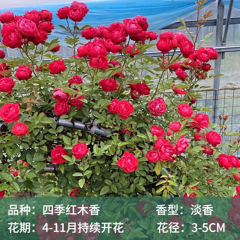 藤本月季粉色龙沙宝石爬藤蔷薇大花浓香多季节开花弗洛伦蒂娜