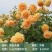 藤本月季粉色龙沙宝石爬藤蔷薇大花浓香多季节开花弗洛伦蒂娜