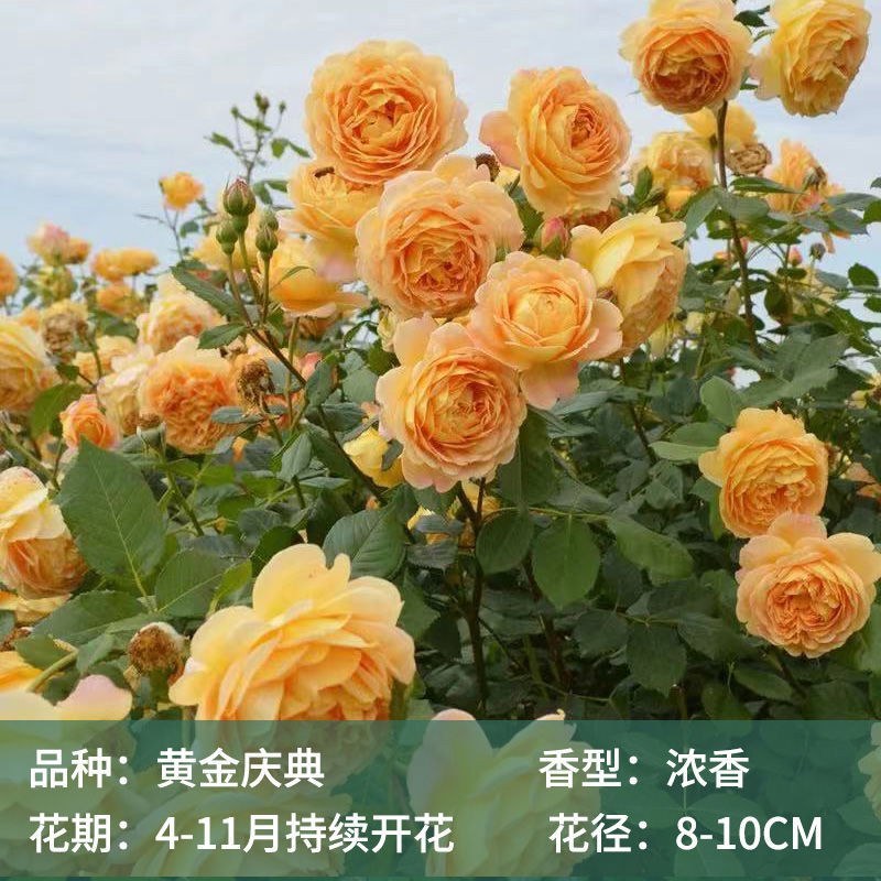 藤本月季粉色龙沙宝石爬藤蔷薇大花浓香多季节开花弗洛伦蒂娜