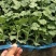 甜王西瓜苗大果型少籽抗病产量高含糖量14度耐重茬不倒瓤