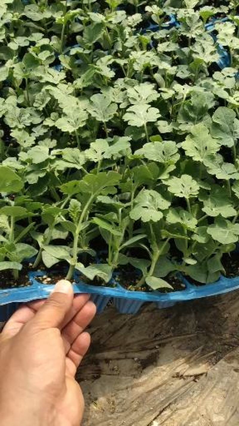 甜王西瓜苗大果型少籽抗病产量高含糖量14度耐重茬不倒瓤