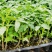 甜王西瓜苗大果型少籽抗病产量高含糖量14度耐重茬不倒瓤
