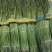 【牛商优选】蒜苔大量上市欢迎新老客户洽谈咨询保质保量
