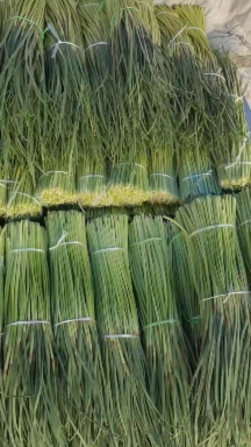 【牛商优选】蒜苔大量上市欢迎新老客户洽谈咨询保质保量