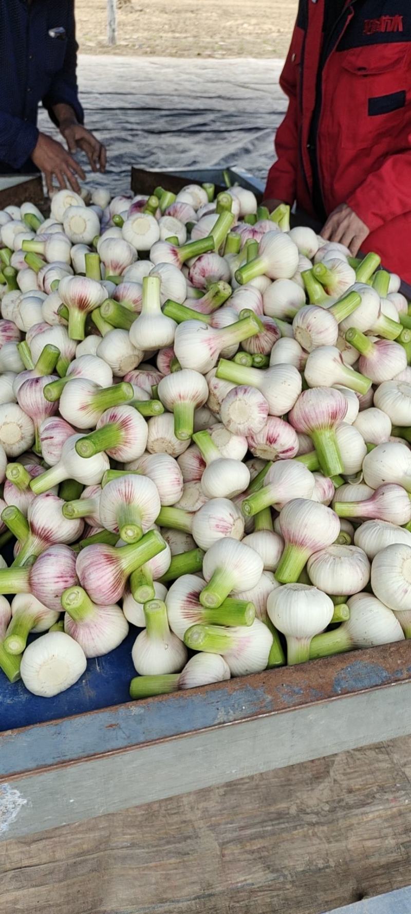 【牛商优选】蒜苔大量上市欢迎新老客户洽谈咨询保质保量
