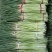 【牛商优选】蒜苔大量上市欢迎新老客户洽谈咨询保质保量