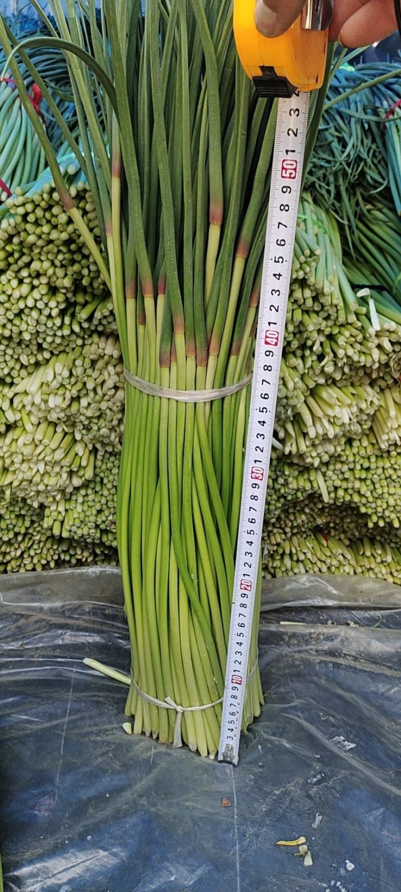 【牛商优选】蒜苔大量上市欢迎新老客户洽谈咨询保质保量