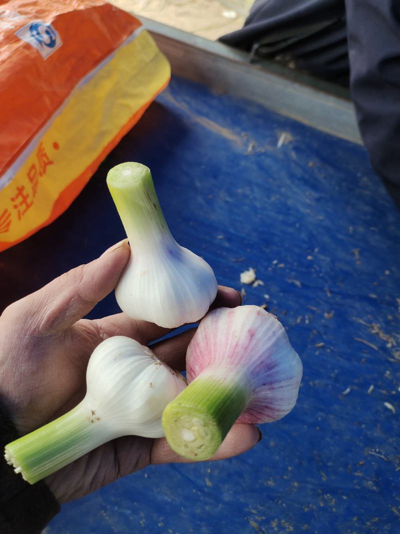 【牛商优选】蒜苔大量上市欢迎新老客户洽谈咨询保质保量
