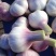 【牛商优选】蒜苔大量上市欢迎新老客户洽谈咨询保质保量