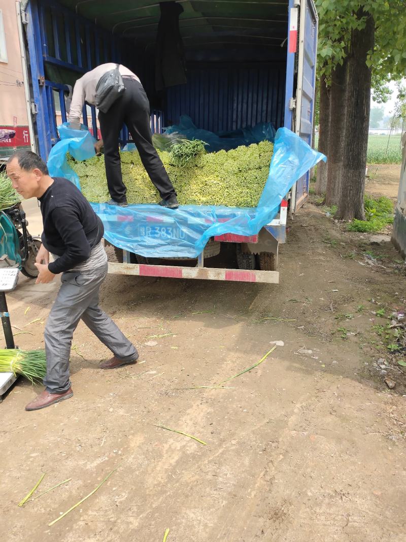 【牛商优选】蒜苔大量上市欢迎新老客户洽谈咨询保质保量