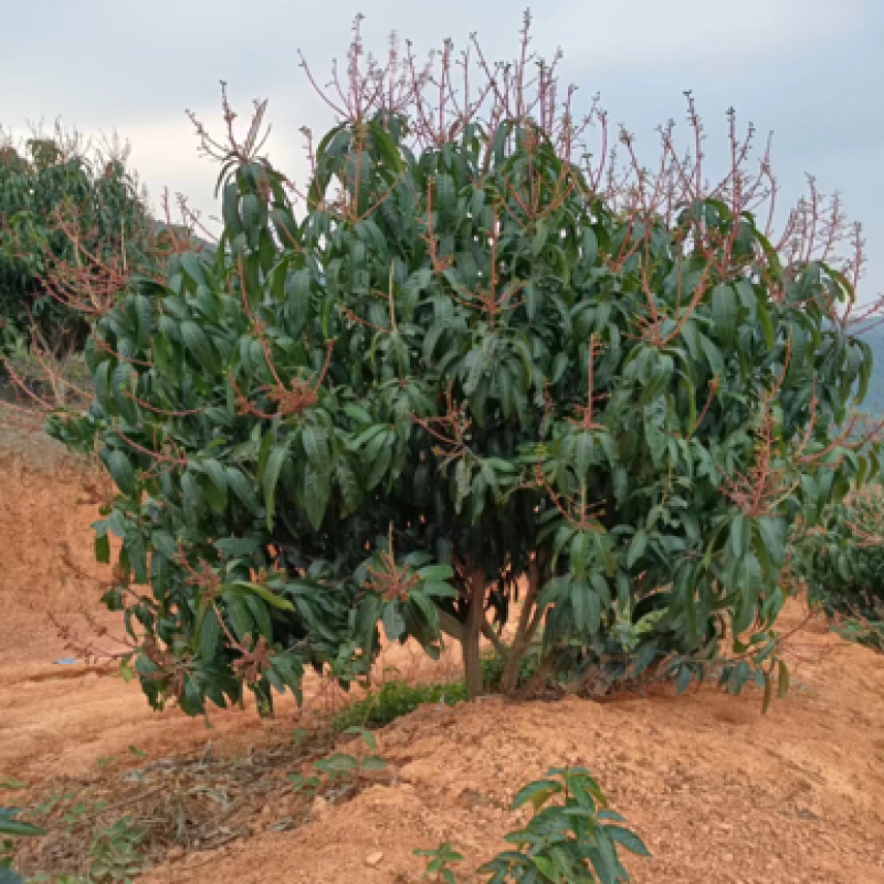 广西百色金煌芒果园转让