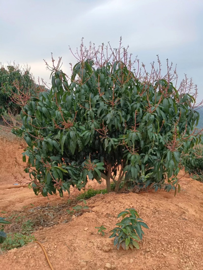广西百色金煌芒果园转让