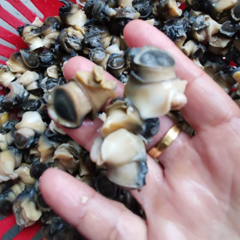 手工加工田螺肉新鲜Q弹质量优良大量批发价格优惠