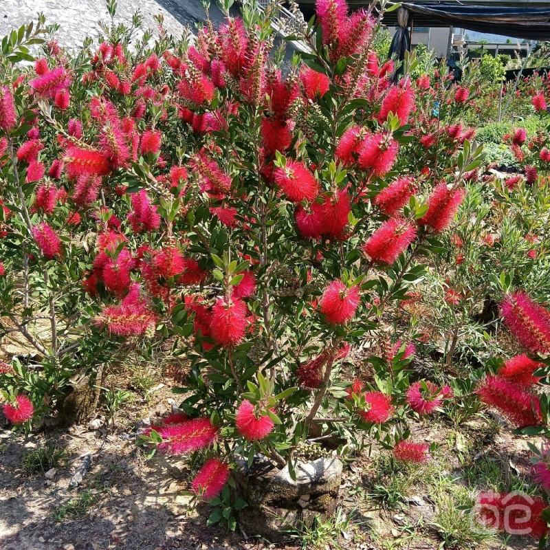 美花红千层