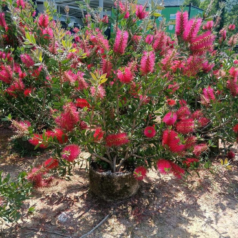 美花红千层
