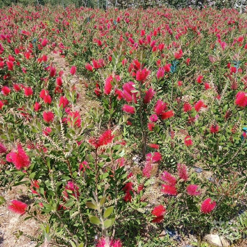 美花红千层