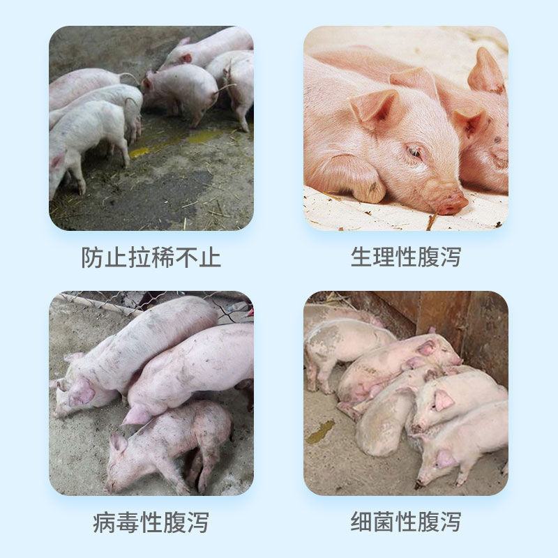 撒立停：专治仔猪腹泻，拉稀，提高仔猪成活率
