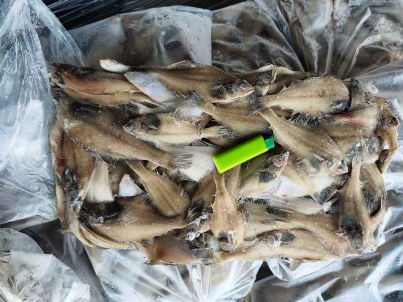 蝶鱼长脖鱼比目鱼新鲜速冻商超电商专用