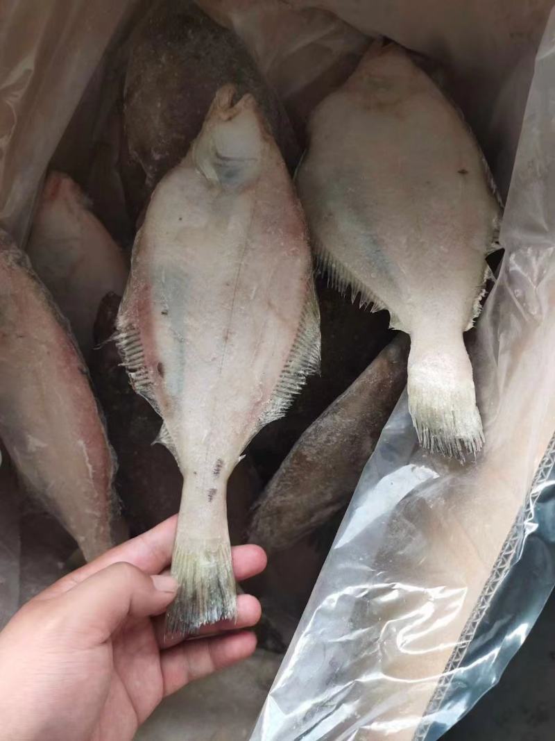 蝶鱼长脖鱼比目鱼新鲜速冻商超电商专用