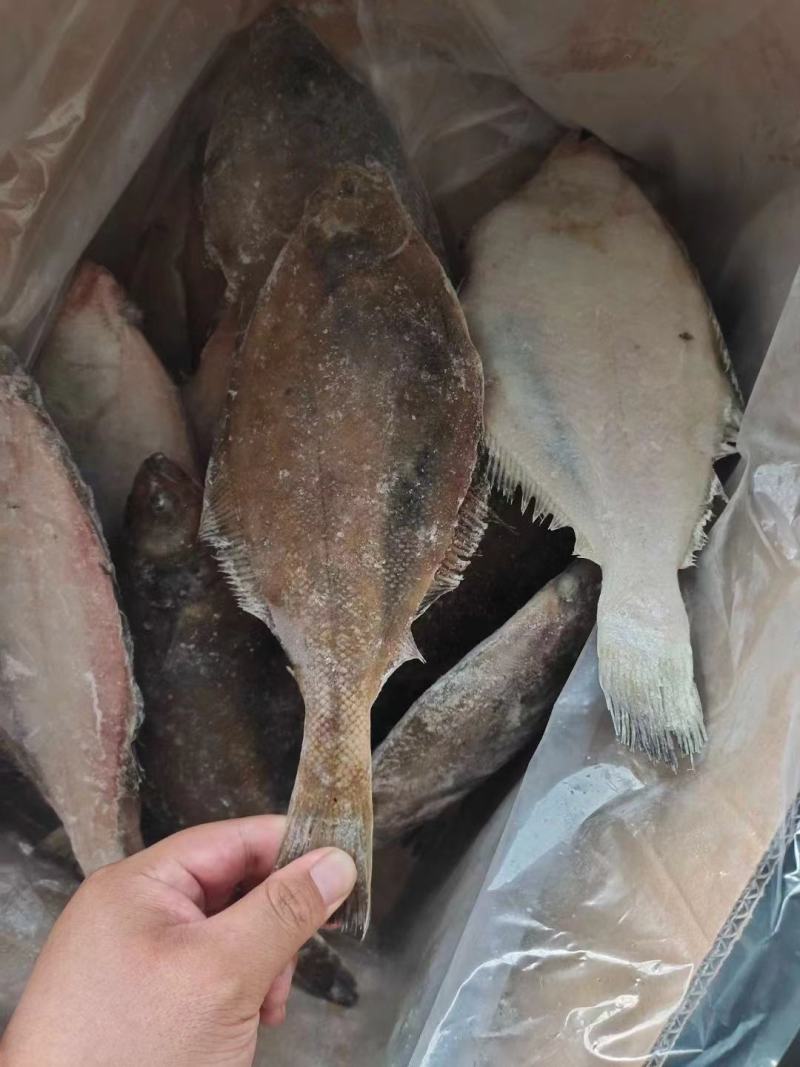 蝶鱼长脖鱼比目鱼新鲜速冻商超电商专用