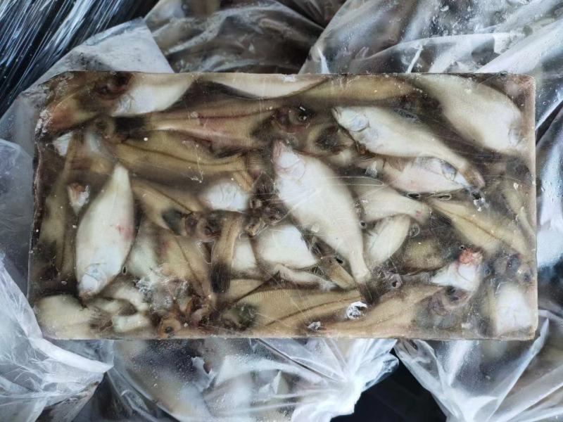 蝶鱼长脖鱼比目鱼新鲜速冻商超电商专用