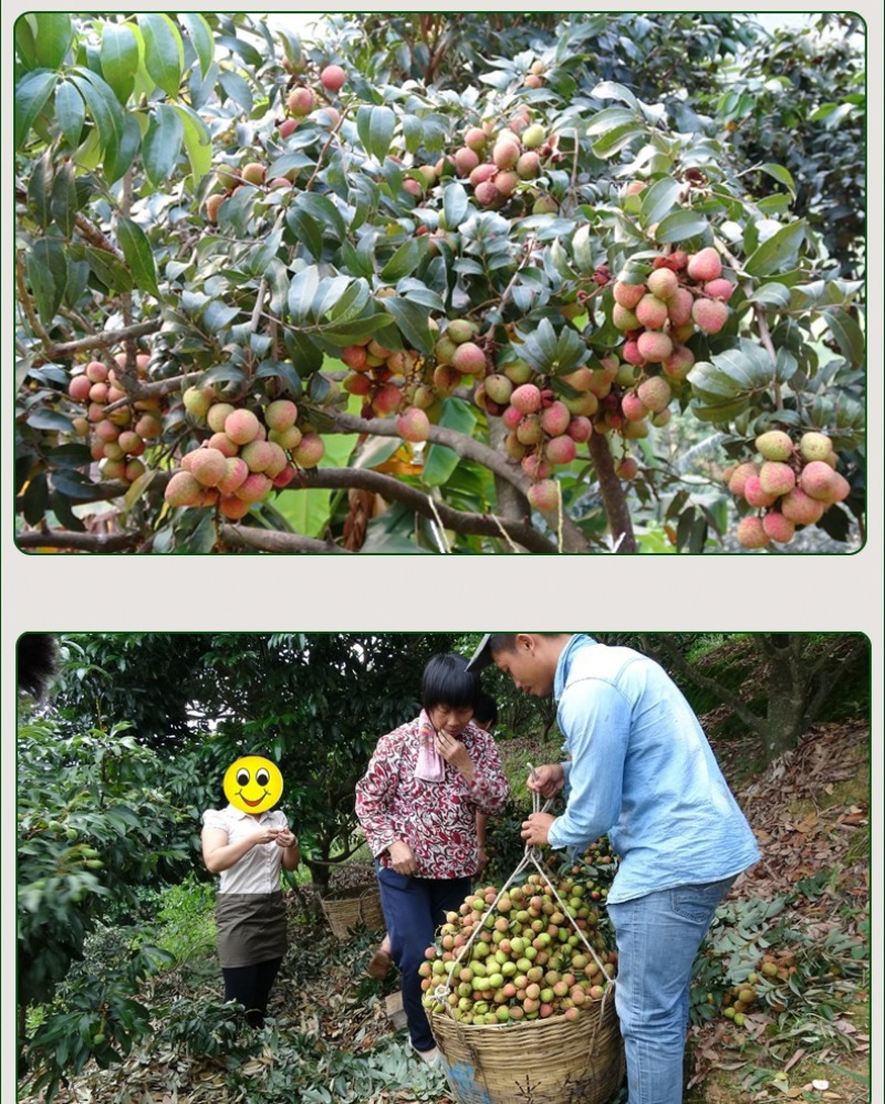 万亩果园基地批发荔枝果，三月红桂味妃子笑白糖罂