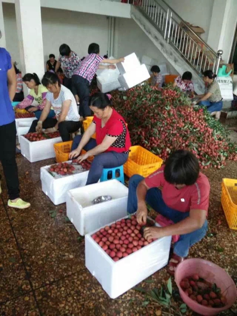 万亩果园基地批发荔枝果，三月红桂味妃子笑白糖罂