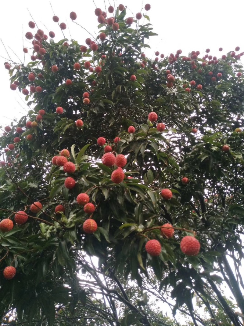 万亩果园基地批发荔枝果，三月红桂味妃子笑白糖罂
