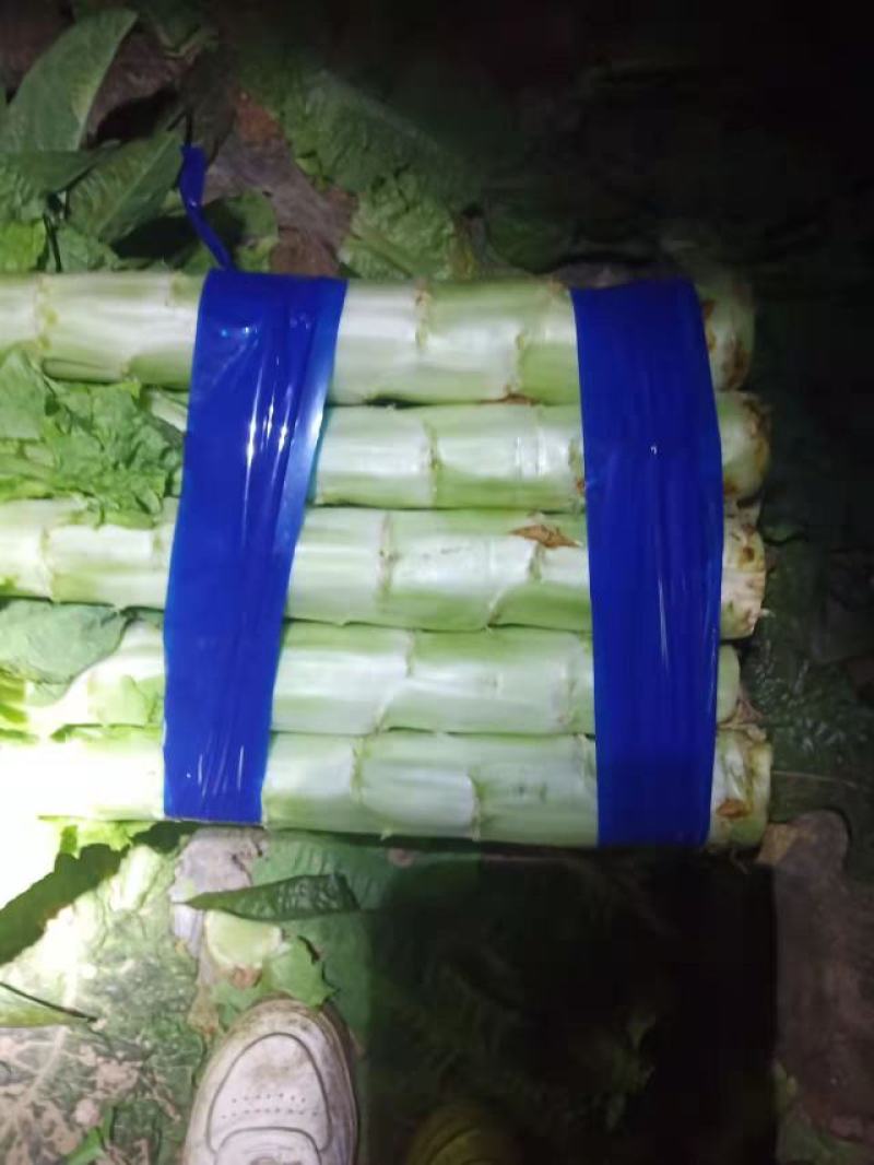 精品红叶莴笋，笋肉翠绿甘甜，量大品质高欢迎各位老板购买