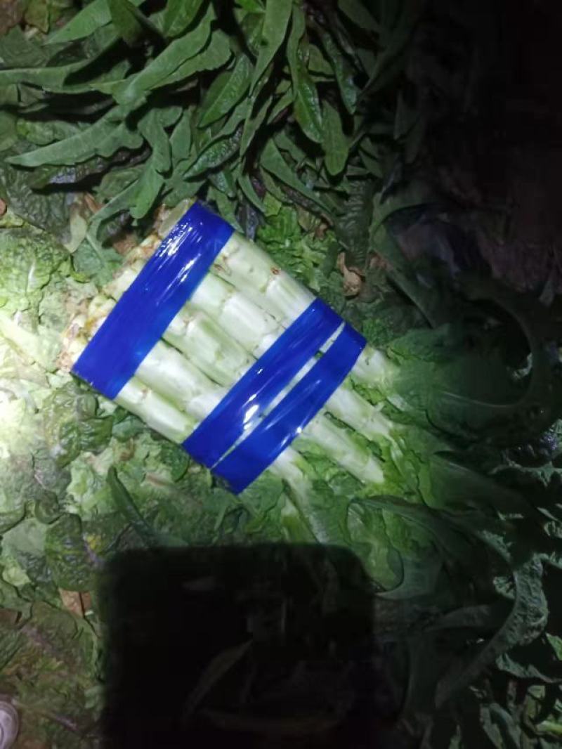 精品红叶莴笋，笋肉翠绿甘甜，量大品质高欢迎各位老板购买