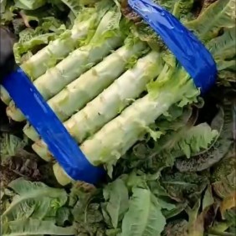 精品红叶莴笋，笋肉翠绿甘甜，量大品质高欢迎各位老板购买