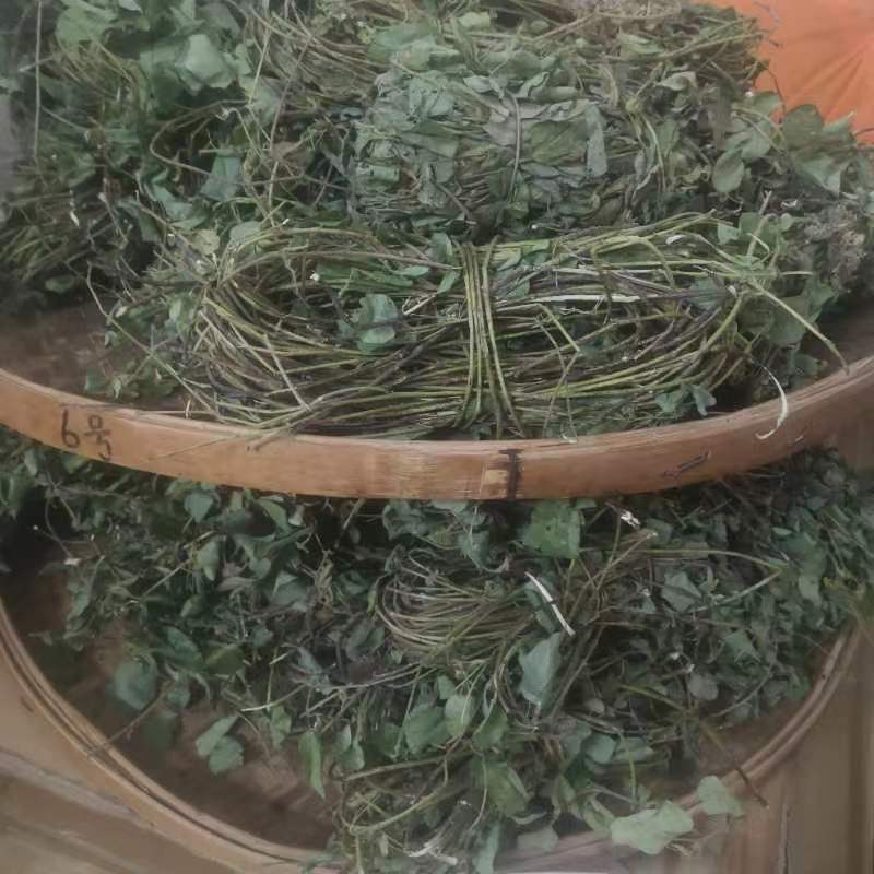【精选】狸尾草批发零售2024新货