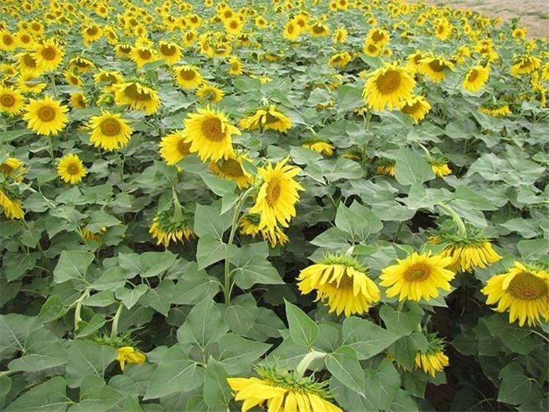 杂交食用向日葵种子生育期120天株高170厘米包邮