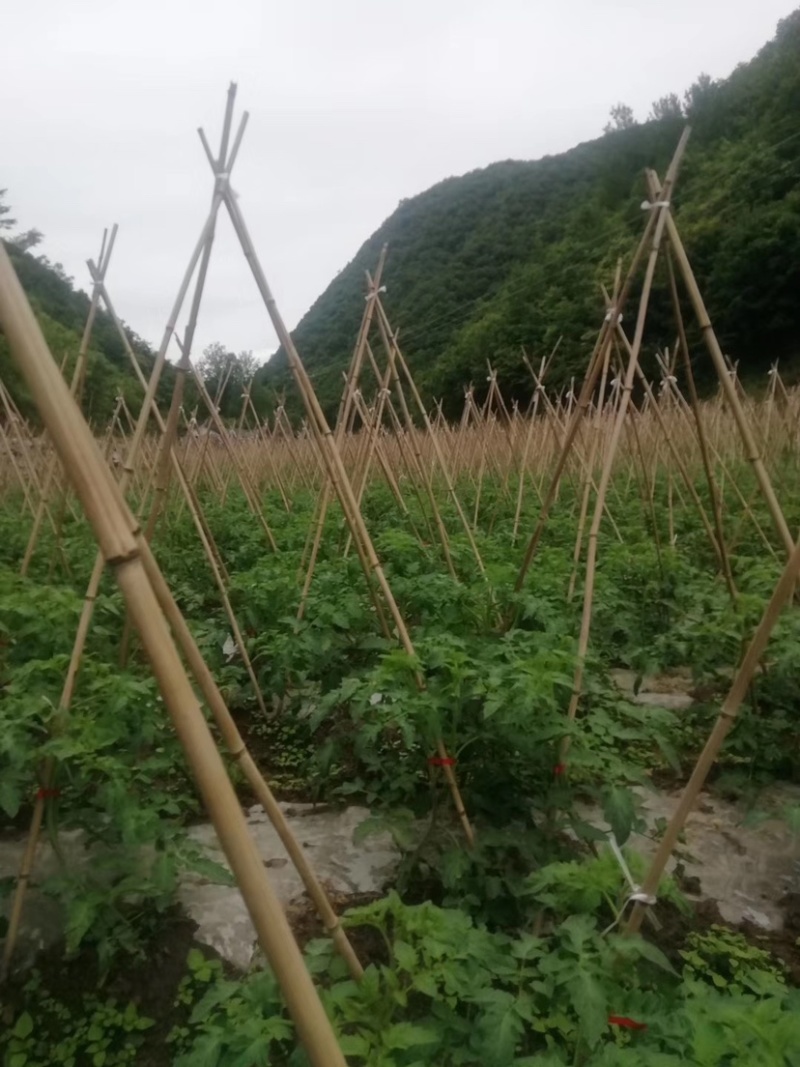 西红柿