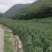西红柿