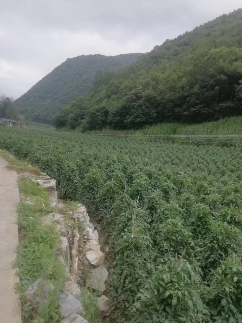 西红柿