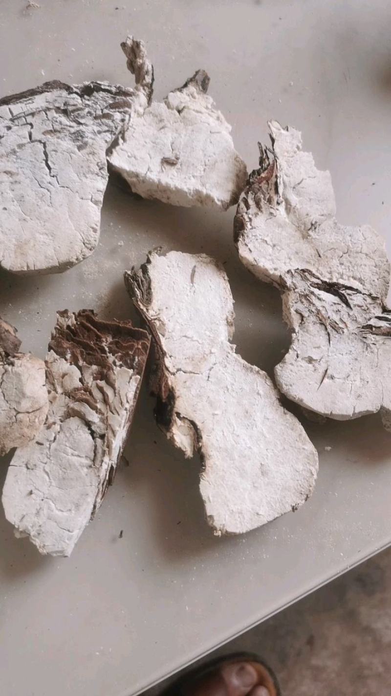 云南省楚雄市茯神花茯神，次茯神，茯神块，茯神木。