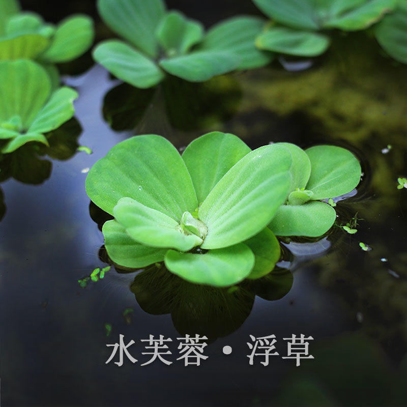水草水芙蓉水葫芦水浮莲水浮萍鱼缸种植水草净化水质养鱼养龟