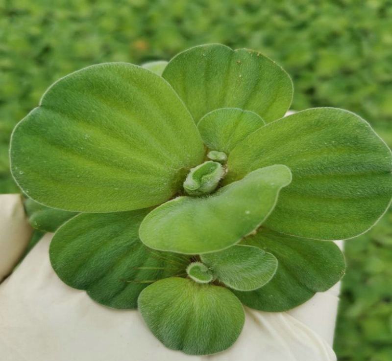 水草水芙蓉水葫芦水浮莲水浮萍鱼缸种植水草净化水质养鱼养龟