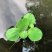 水草水芙蓉水葫芦水浮莲水浮萍鱼缸种植水草净化水质养鱼养龟
