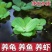 水草水芙蓉水葫芦水浮莲水浮萍鱼缸种植水草净化水质养鱼养龟