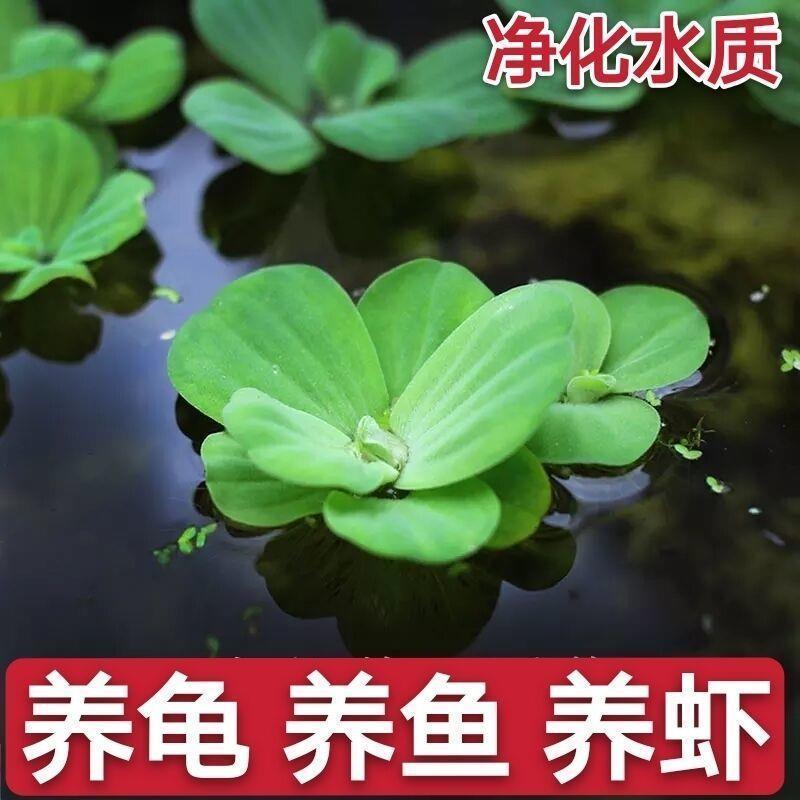 水草水芙蓉水葫芦水浮莲水浮萍鱼缸种植水草净化水质养鱼养龟