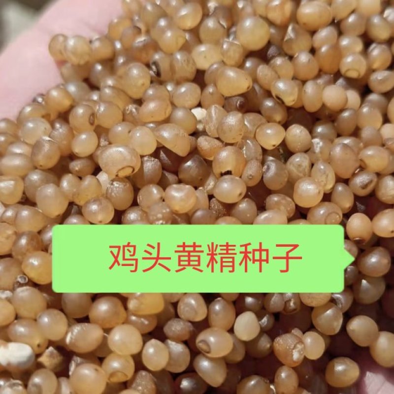 【优选商家】东北道地鸡头黄精种子，种子质量好，纯度高