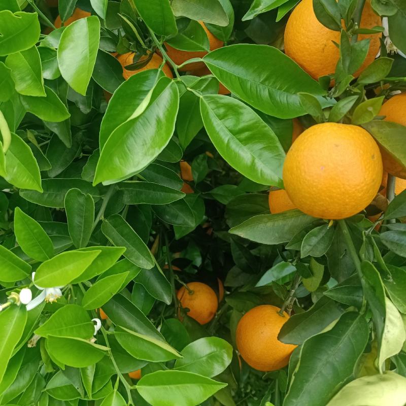 江永夏橙，口感很好，个头均匀，果面干净，货源充足。