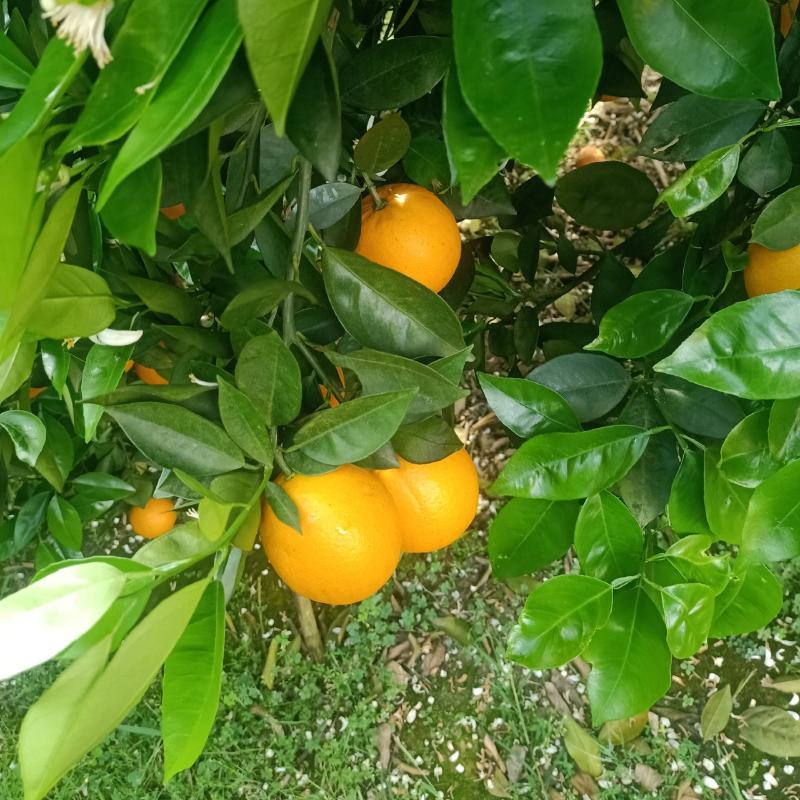 江永夏橙，口感很好，个头均匀，果面干净，货源充足。