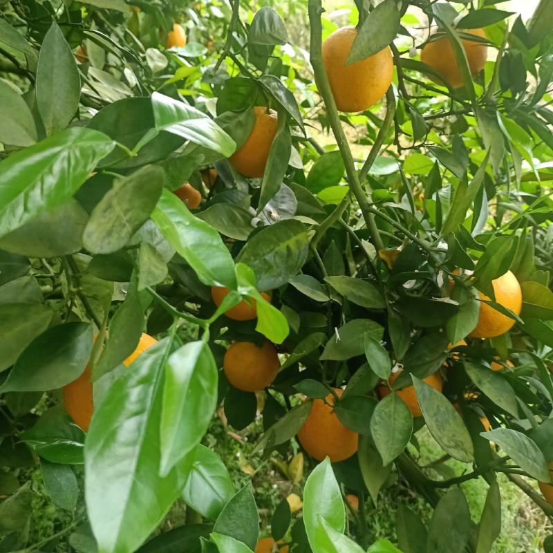 江永夏橙，口感很好，个头均匀，果面干净，货源充足。