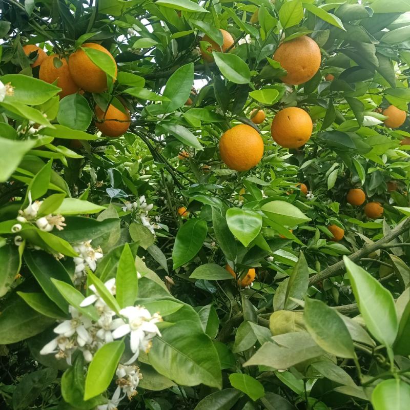江永夏橙，口感很好，个头均匀，果面干净，货源充足。