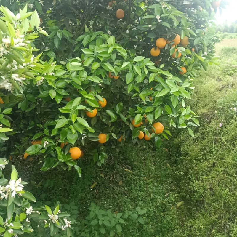 江永夏橙，口感很好，个头均匀，果面干净，货源充足。