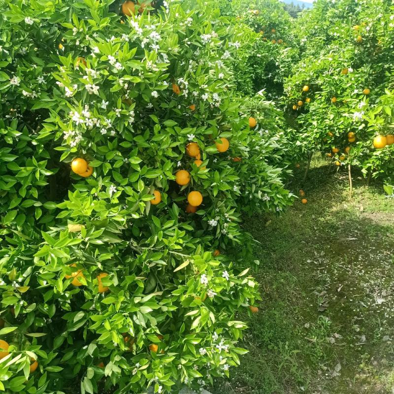 江永夏橙，口感很好，个头均匀，果面干净，货源充足。