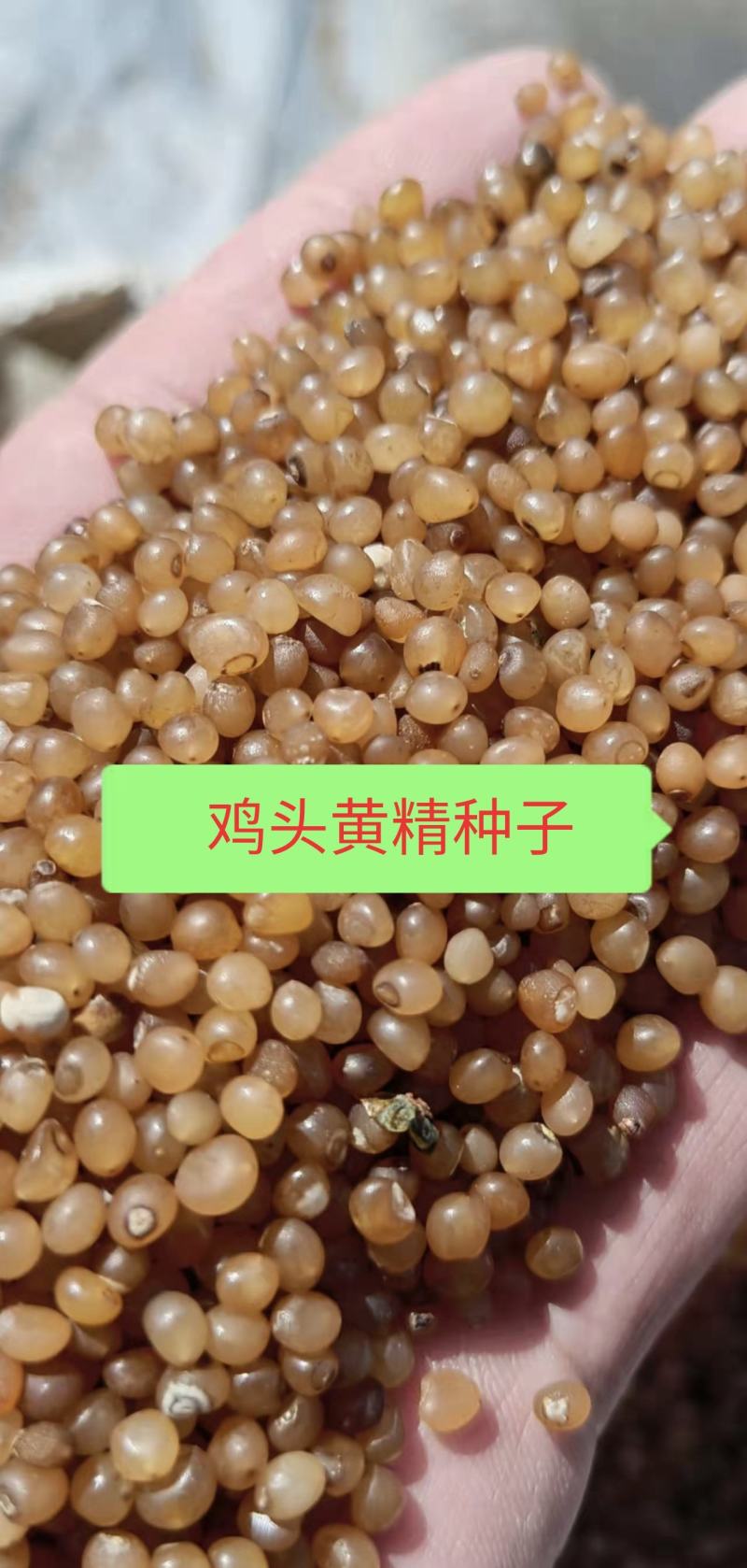 【优选商家】东北道地鸡头黄精种子，种子质量好，纯度高